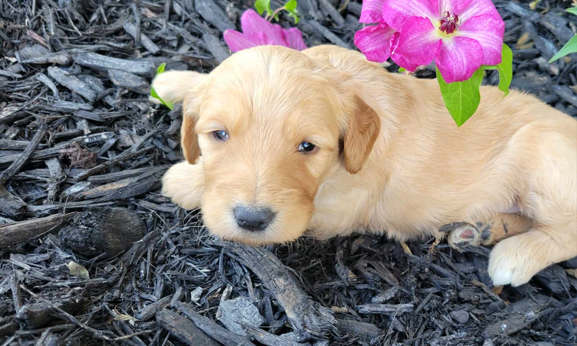 puppy, for, sale, Poodle Standard/Golden Retriever, Lana  Arnall, dog, breeder, Hartville, MO, dog-breeder, puppy-for-sale, forsale, nearby, find, puppyfind, locator, puppylocator, aca